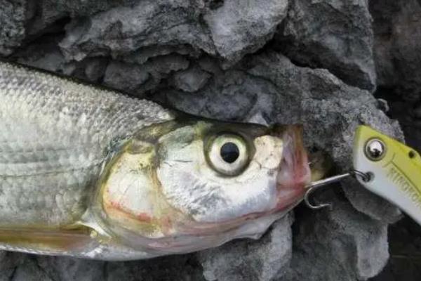 翹嘴魚(yú)用什么餌料好釣