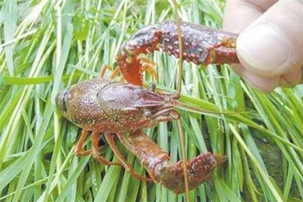 針對(duì)小龍蝦的攝食特點(diǎn)，科學(xué)投喂