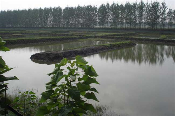 改善水質(zhì)、凈化底質(zhì)