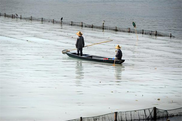 清除野雜魚(yú)，減少爭(zhēng)食者