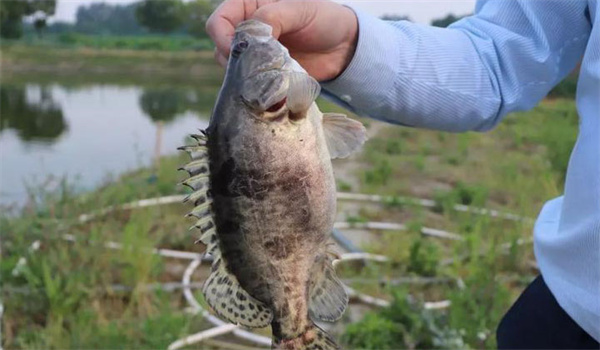 桂花魚(鱖魚)病毒病的防治技術