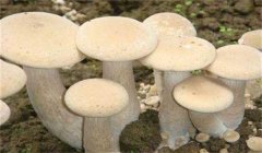 食用菌有哪些營養(yǎng)類型:腐生性、共生性、寄生性