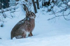 冬季野兔的活動規(guī)律，它冬天什么時候出來？