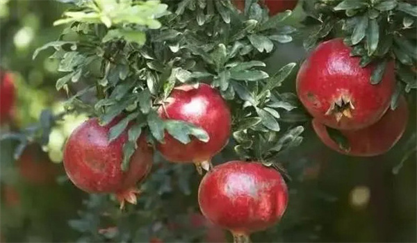 石榴苗圃的建設(shè)標準