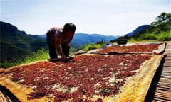 花椒采摘后怎樣晾曬？花椒晾干方法簡介