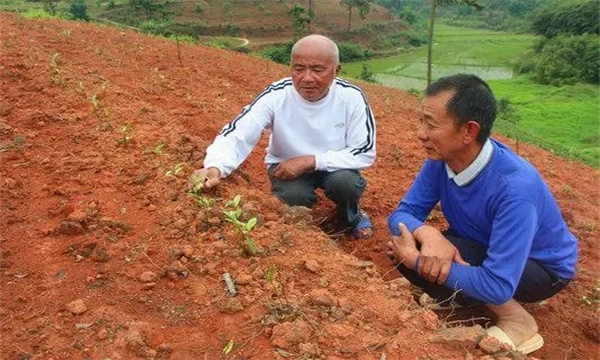 茶苗移栽后要進行培土