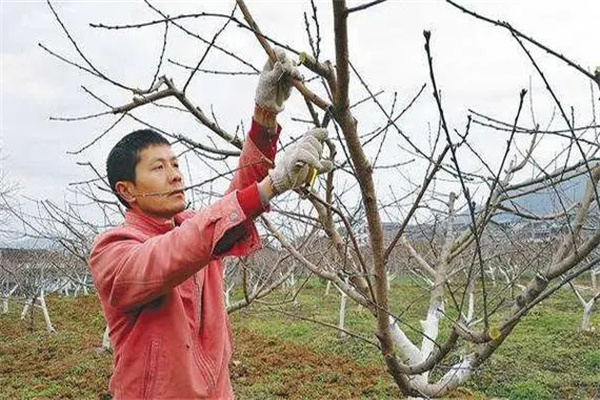 油桃樹如何通過(guò)修剪早產(chǎn)