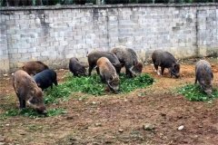 飼養(yǎng)野豬要注意哪些問題 野豬能與家豬雜交嗎？