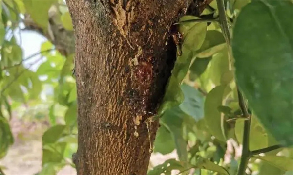 怎樣防治蘋果樹(shù)流膠病