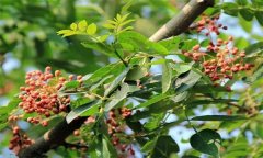 成年花椒樹如何管理？花椒樹管理技術(shù)要點(diǎn)