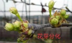 梨樹開花結(jié)果有什么特點(diǎn)？