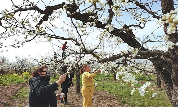 梨樹(shù)的開(kāi)花、授粉和坐果