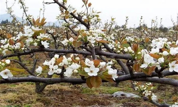 梨樹(shù)落花落果