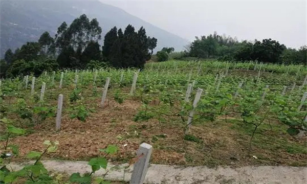 在河灘地、山地、鹽堿地和黏土地上建葡萄園