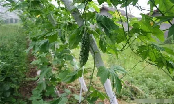 夏雷苦瓜的栽培技術要點