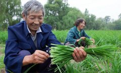 薹韭與韭菜有何區(qū)別 如何使薹韭早抽薹多抽薹？