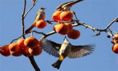 鳥害如何預防？鳥害防治的主要手段和方法