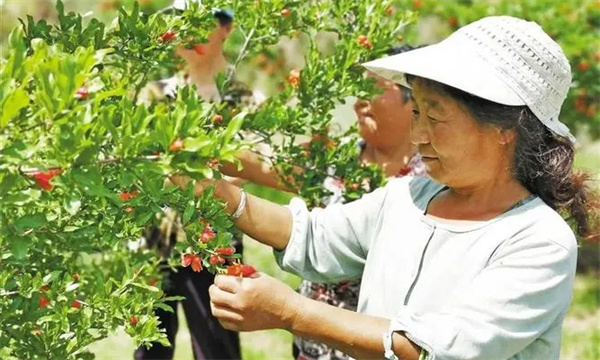 石榴的疏花疏果時間