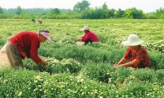 菊花的采收時(shí)間、采收方法與加工與貯藏問題