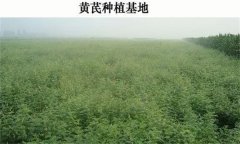 黃芪產(chǎn)地在哪里？黃芪生態(tài)習性簡介