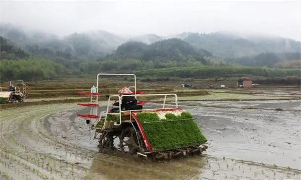 雙季稻機(jī)插育苗的水分管理