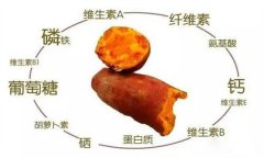 紅薯的營(yíng)養(yǎng)特點(diǎn) 紅薯的輔助功能知多少？