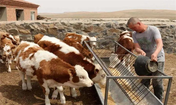 肉牛每天飼喂精飼料量