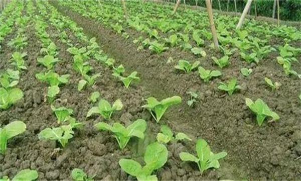 夏季大白菜高效栽培技術(shù)要點