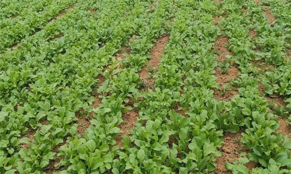 油菜密播育苗、分批移栽好不好